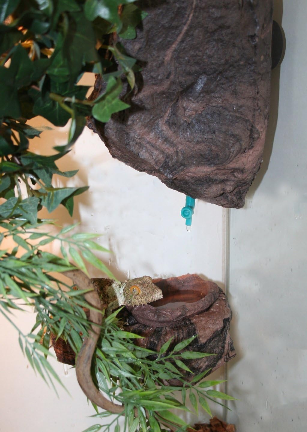 reptile dripper plant