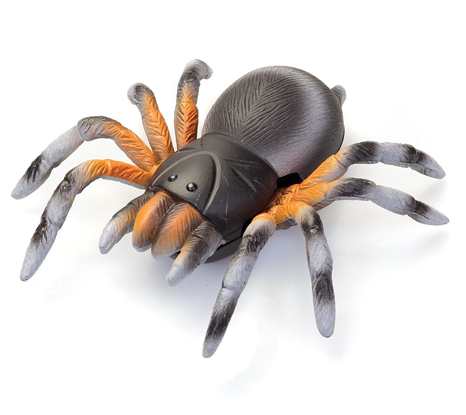 Tobar WALL-WALKING SPIDER