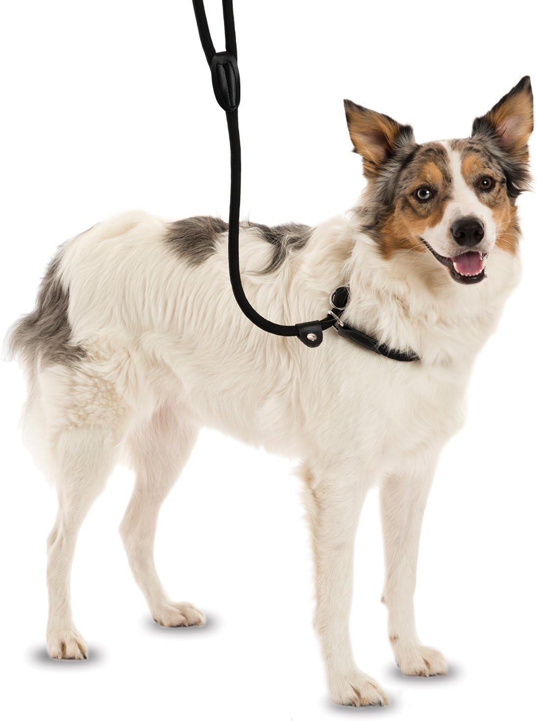 COMPANY OF ANIMALS 3-in-1 Slip Lead for Dogs Size Small, Brown, 1.2m, All in One Headcollar, Leash & Collar, Easy to Use