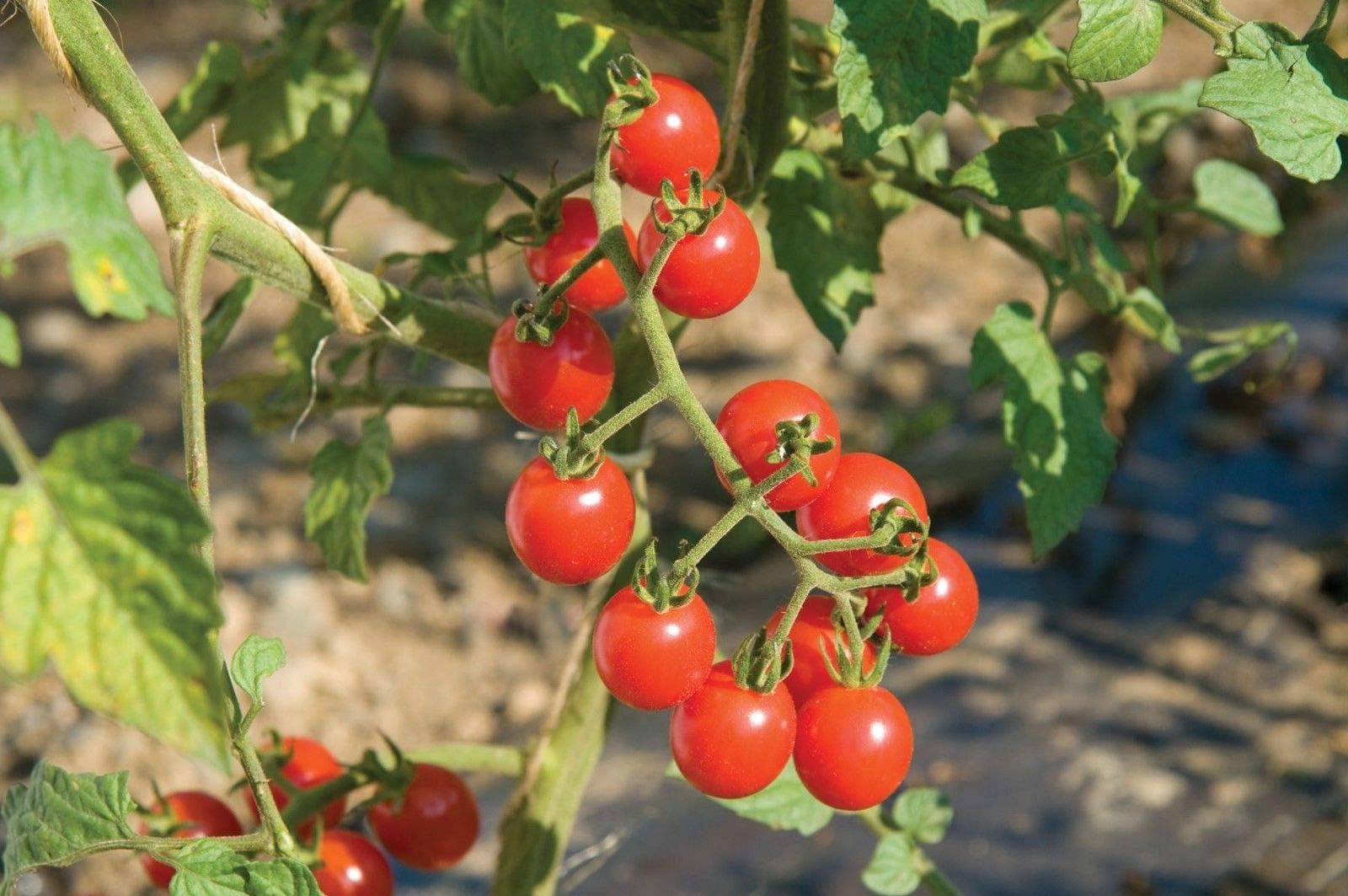 Seeds Hybrid Jasper Cherry Tomato 25 Seeds from Trica