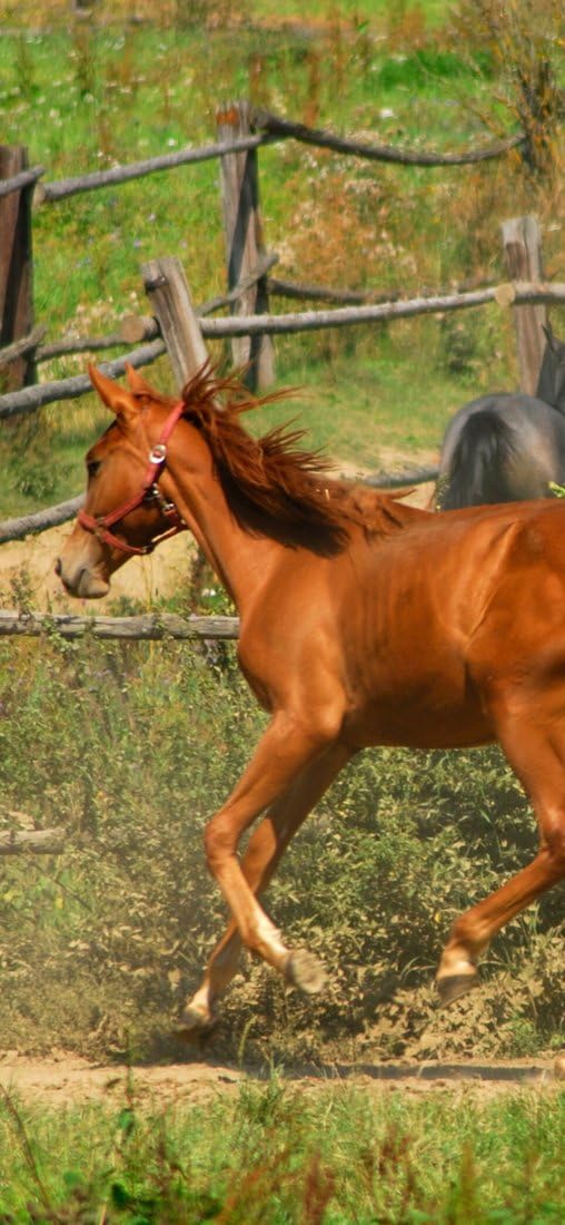 PeelitStickit Horse, Animal Wall Murals ID-234, vinyl, Multi-colour