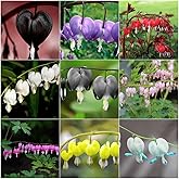 100+ Mixed Bleeding Heart Seeds, Flower Seeds for Planting, Dicentra Spectabilis Shaded Garden Home Outdoor Indoor