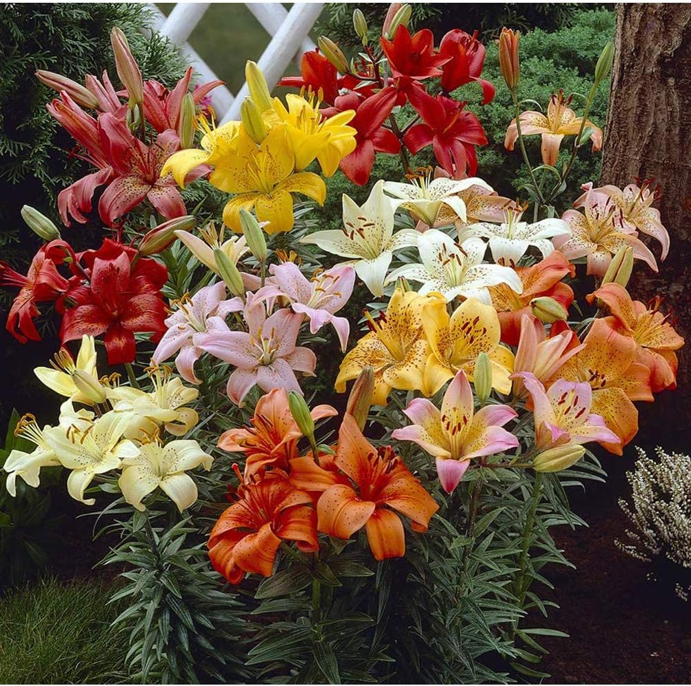 6 x Lilies Asiatic Mix- Fill Your Summer Garden with an Explosion of Bright Colours -for Your Beautiful Garden