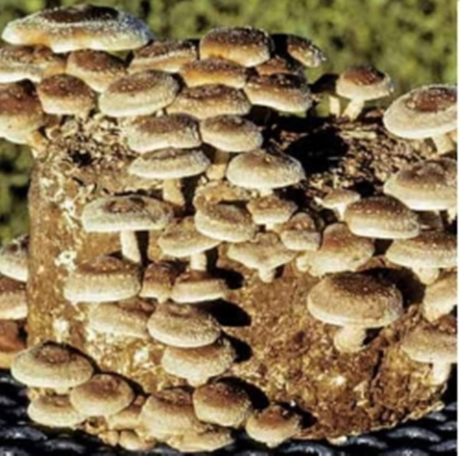 Homely Shiitake 370 Mushroom (Lentinula Edodes) Mycelium Spores Spawn Dried Seeds (10G) Bonsai Seeds