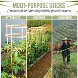 TradeXone Heavy Duty Bamboo Canes 2ft-8ft for Plant Support view 7