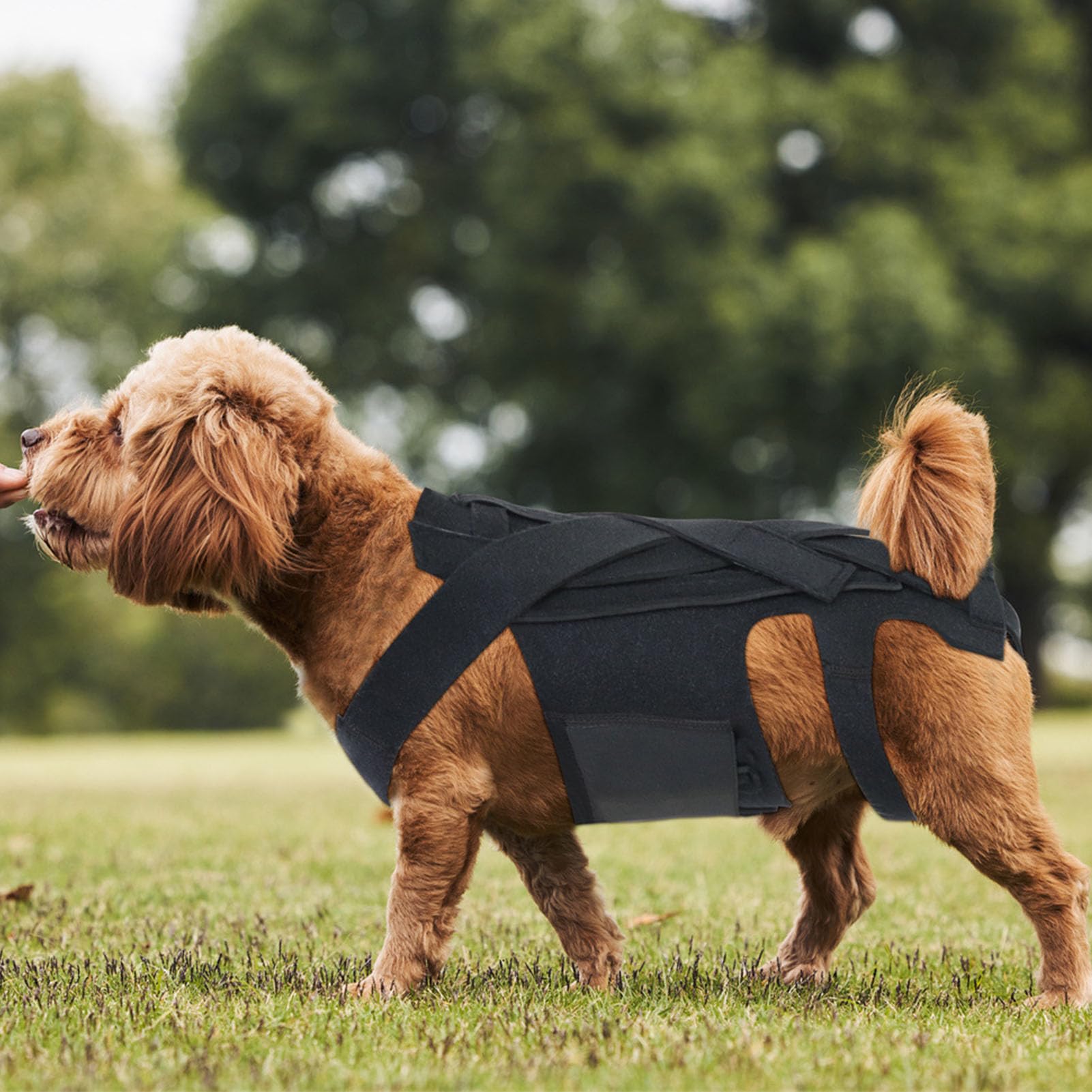 Fabater Dog Back Brace, Pet Back Support Vest Back Bracer for Dachshunds, Corgis et Al Other Dogs IVDD Arthritis, Herniated Disc, Spinal Recovery (M)