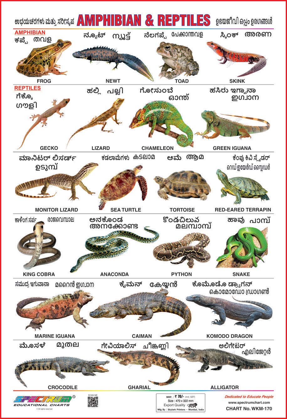 Spectrum Educational Mini Wall Chart Set Of 8 Animals Birds Wild Domestic Animal Fruits Vegetables Amphibian Reptiles Flowers Kannada Malayalam Language Spectrum Amazon Com Books