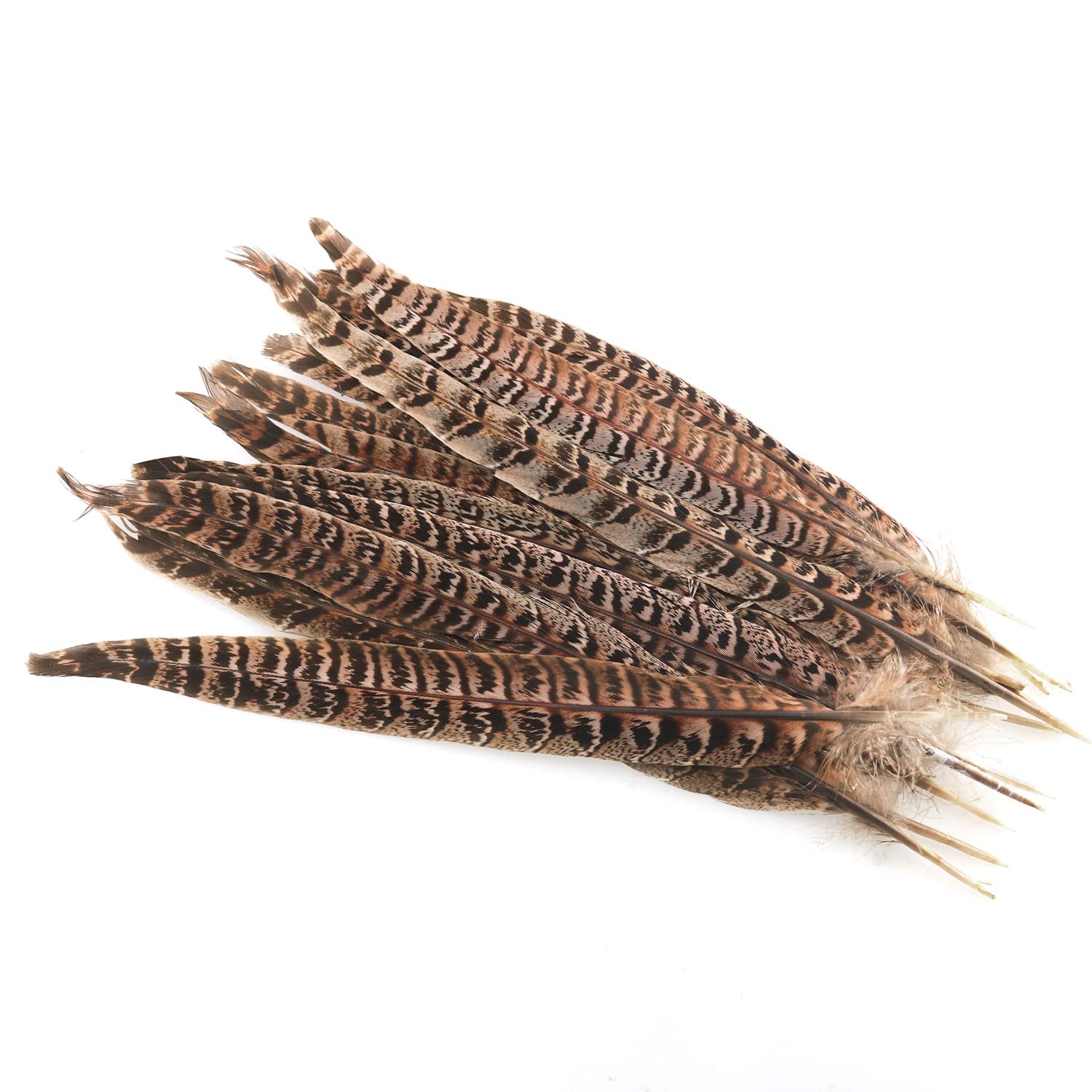 Photo 1 of Natural Pheasant Tails ZZHXSM 15pcs Natural Color Natural Pheasant Feather Pheasant Tail 10-11.8 Inches Hat DIY Accessories Pheasant Feathers