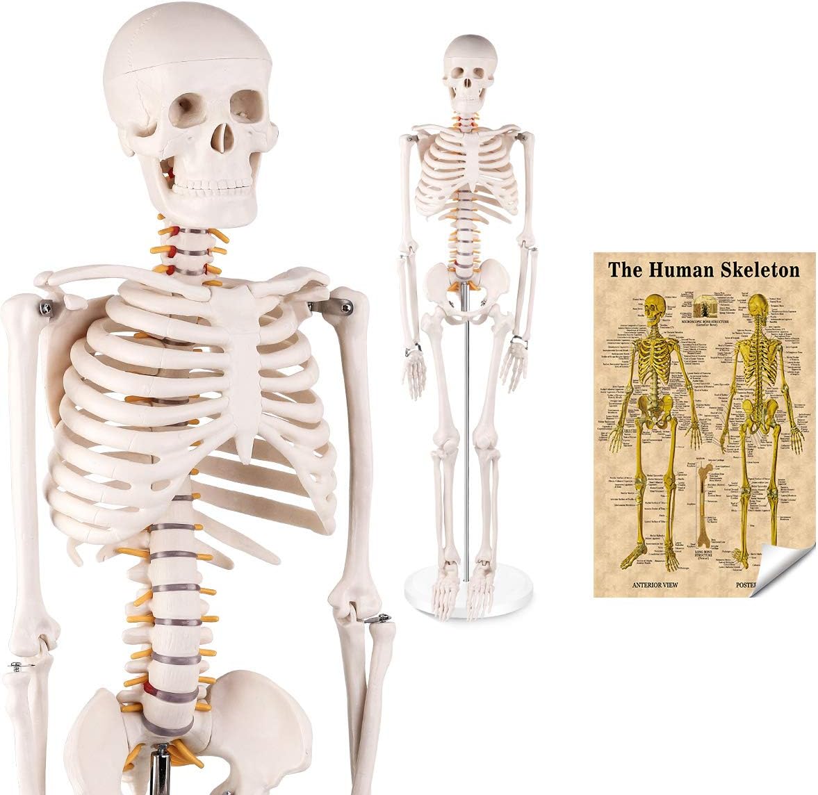 LYOU Mini Human Skeleton Model, Half Life Size Skeleton Replica with Removable Arms and Legs, includes Detailed Poster for Study and Reference