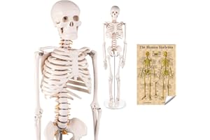 LYOU Mini Human Skeleton Model, Half Life Size Skeleton Replica with Removable Arms and Legs, includes Detailed Poster for Study and Reference