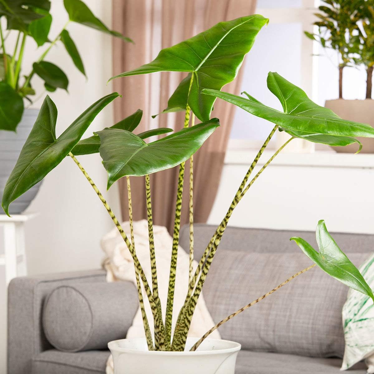 Risitar Garden - Rare 20pcs Alocasia Zebrina Elephants Ear Seeds Easy to Grow, Exotic Flower Seeds Hardy Perennial Garden