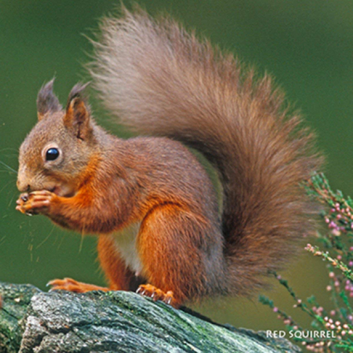Red Squirrel greeting card with sound. Open card to hear its unique noise. Blank on the inside for all occasions. Manilla envelope included. 15x15cm in size.