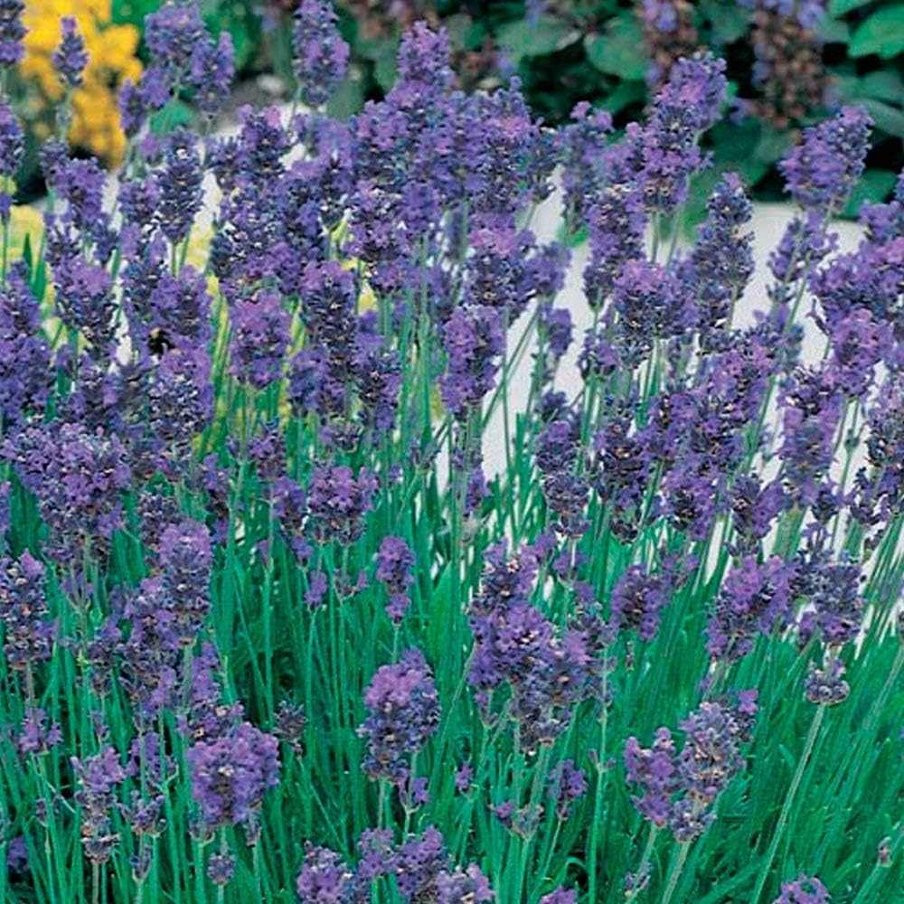 Drought Tolerant English Lavender Munstead Shrubs Garden Plants with