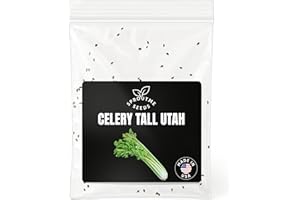 SPROUTME SEEDS Fall & Winter Celery Tall Utah Seeds for Indoor & Outdoor Planting – 200+ Non-GMO Heirloom USA-Grown Crisp Stalks, High Germination (Apium graveolens VAR. Dulce)