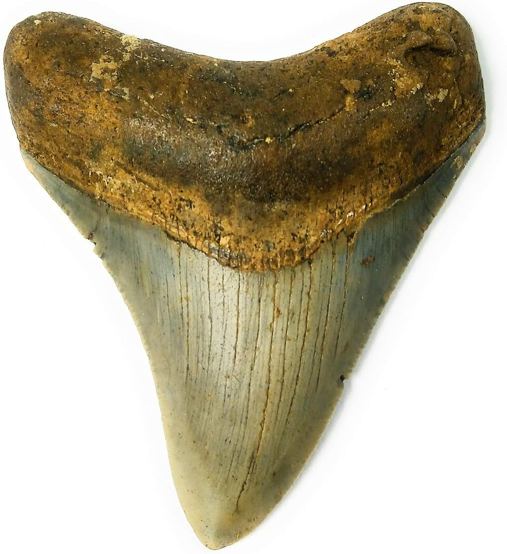 Exact Tooth as Shown in Image - Gargantuan Monster Megalodon Fossilized Shark Tooth with a Free 8-1/2" x 11" Certificate of Authenticity and Custom Acrylic Tooth Stand (3.284")