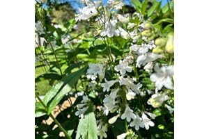 Foxglove Beardtongue - Penstemon Digitalis - Ontario Native Wildflower Seeds (Approx 500 Seeds)