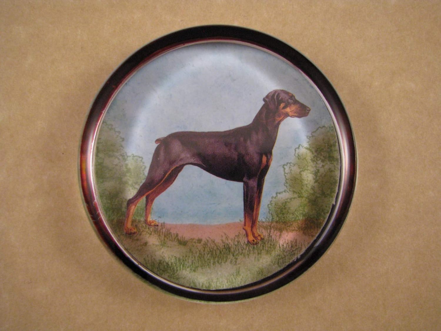 pinscher dog large