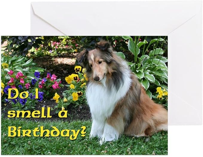 sheltie birthday