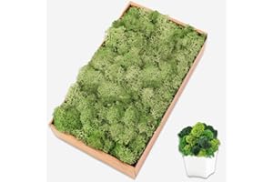 TCYPUHL Preserved Moss for Crafts Chartreuse Reindeer Moss for Potted Plants, Craft Decorative Moss Decor for Wall Art, Dried Moss(7oz, Chartreuse)