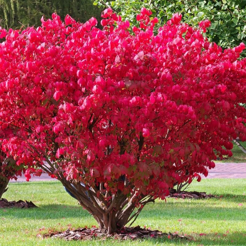 UIOTER 10 Dwarf Burning Bush Live Bare Roots 6-12" Tall Hardy Perennial Shrub for Outdoor Garden