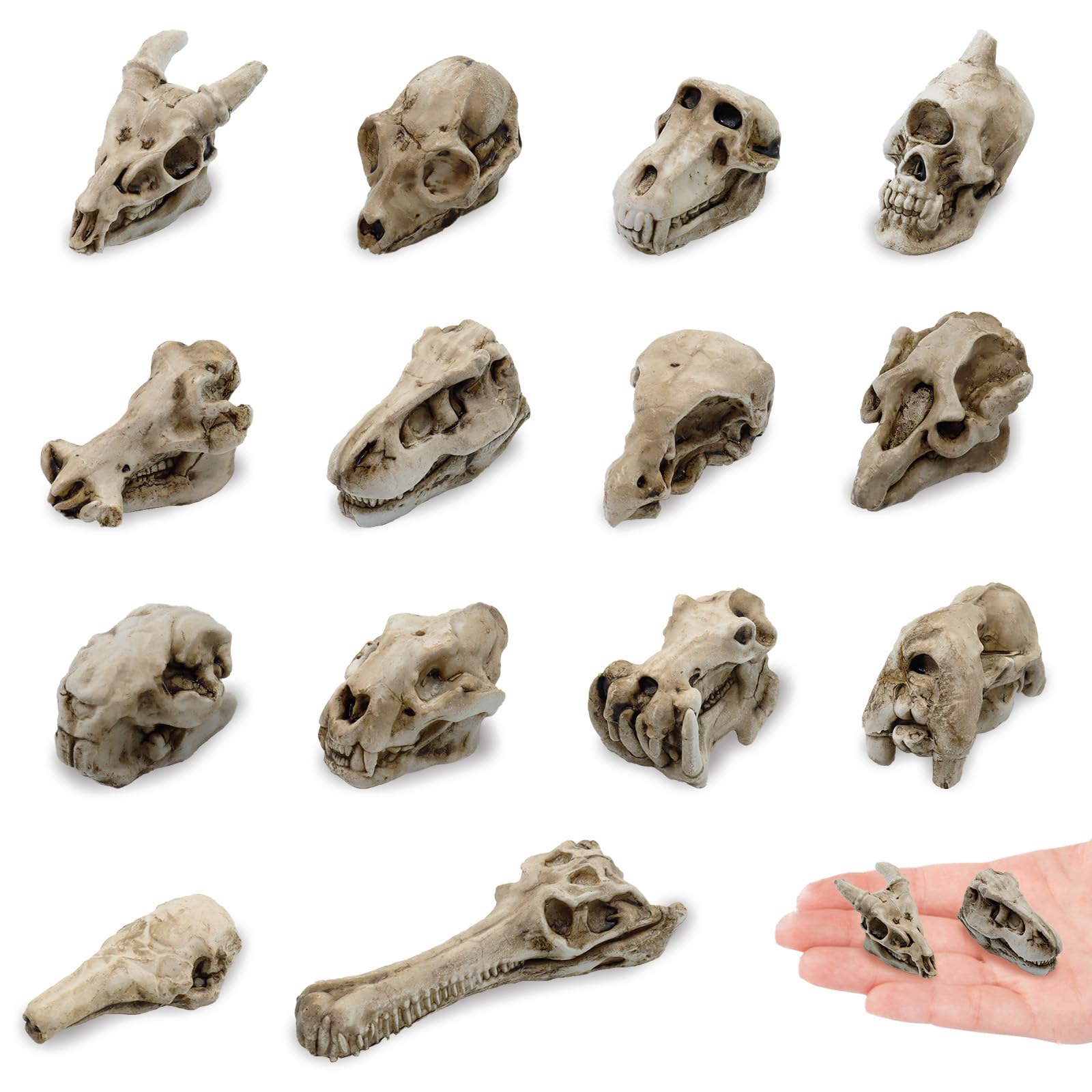 Photo 1 of 14 Pcs 1.5 Inch Mini Resin Animal Skull Heads Miniature Animal Skull Figurines Mini Halloween Skulls Mini Skull Figurine Miniature Skulls for Crafts Halloween Christmas Micro Landscape Decor