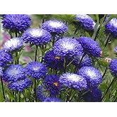50+ Pompon Aster Seeds White Blue Moon Flower Pompon Flowers Garden Planting