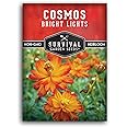 1 Pack Bright Lights Cosmos Seed for Planting - Packet with Instructions to Grow Cosmos Sulphureus in Your Home Flower or Vegetable Garden - Non-GMO Heirloom Variety - Survival Garden Seeds