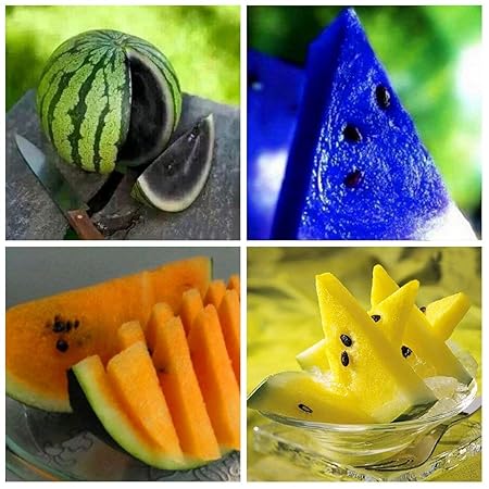 Creative Farmer Dwarf Potted Fruit Seeds Combo - Watermelon - Black Blue Yellow Orange Seeds- Eco Garden Pack