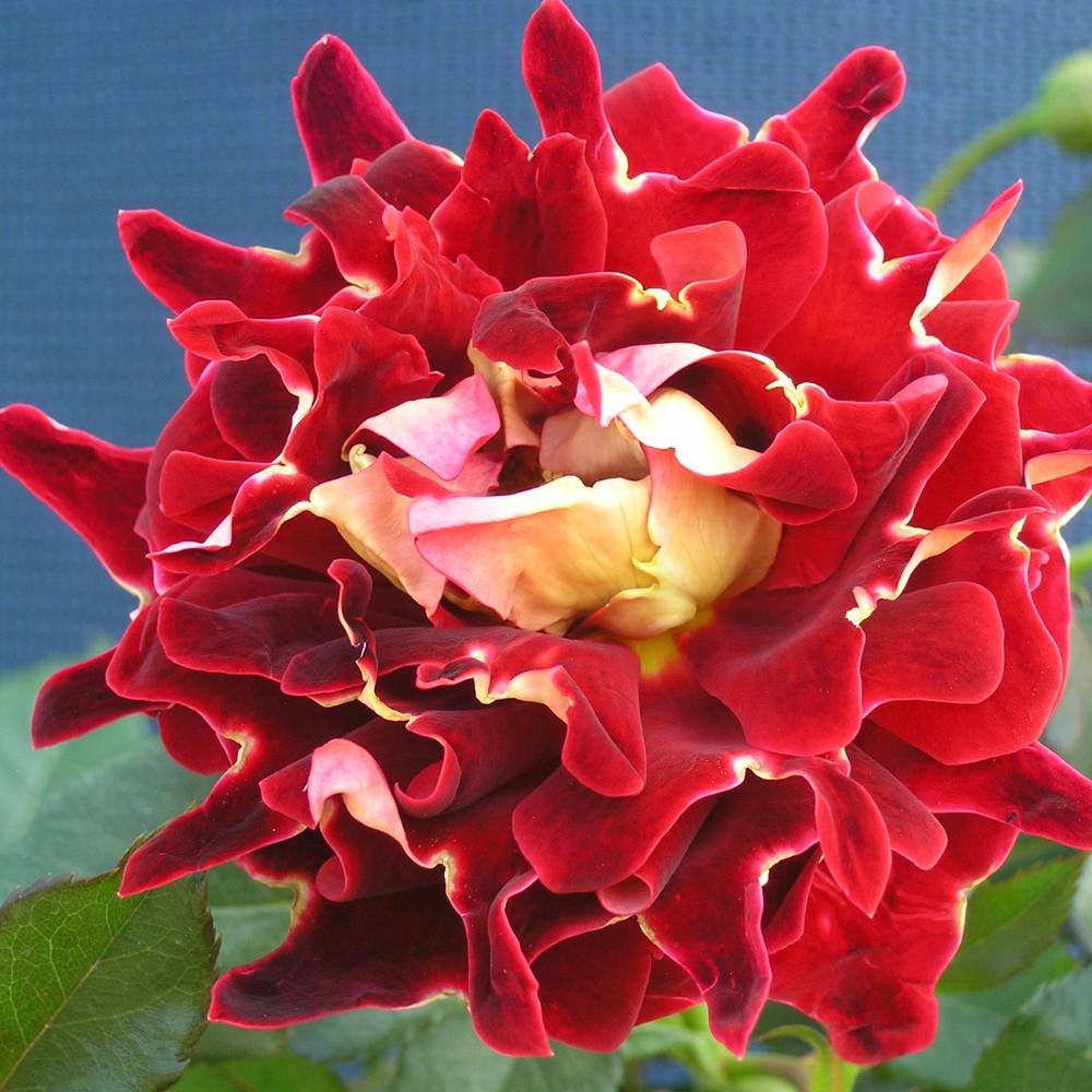 Ruffled Rose Mystique Ruffle 1 rose Amazon.co.uk Garden & Outdoors