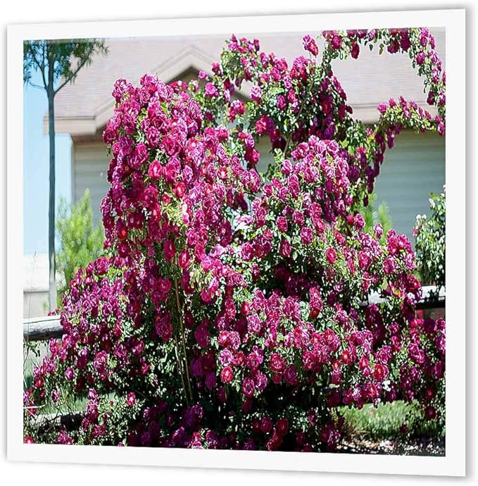 Amazon 3dRose Ht 52113 3 A Beautiful Pink Climbing Rose Bush In 