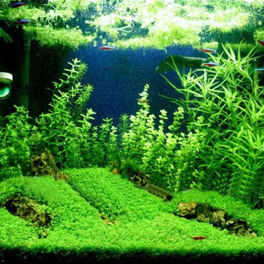 Carpet Grass Aquarium / How To Make Aquarium Carpet Aquatic Plants With