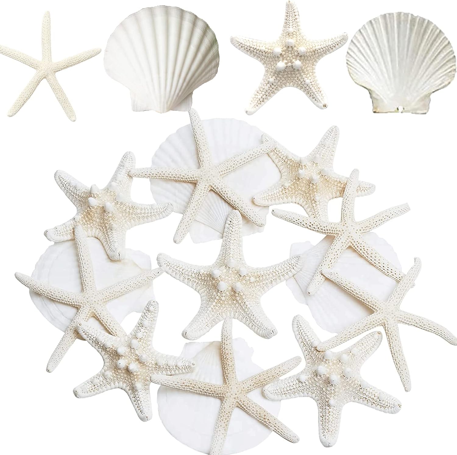Vase Fillers - JQAQJU Starfish and Scallop Shells for Crafts 12PCS, Large Seashells 2.5