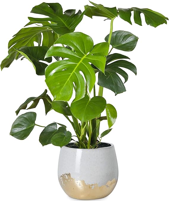 Indoor Plants For Sale Uk at Herbert Welling blog