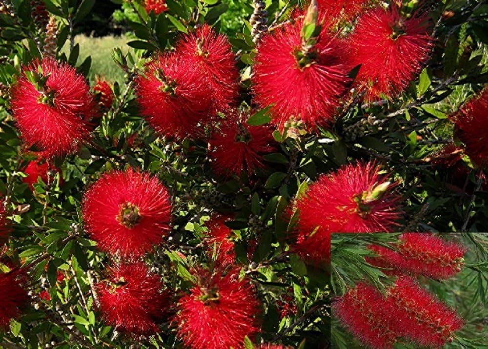 1X 3FT LARGE CALLISTEMON BOTTLEBRUSH PLANT EVERGREEN SHRUB UK HARDY