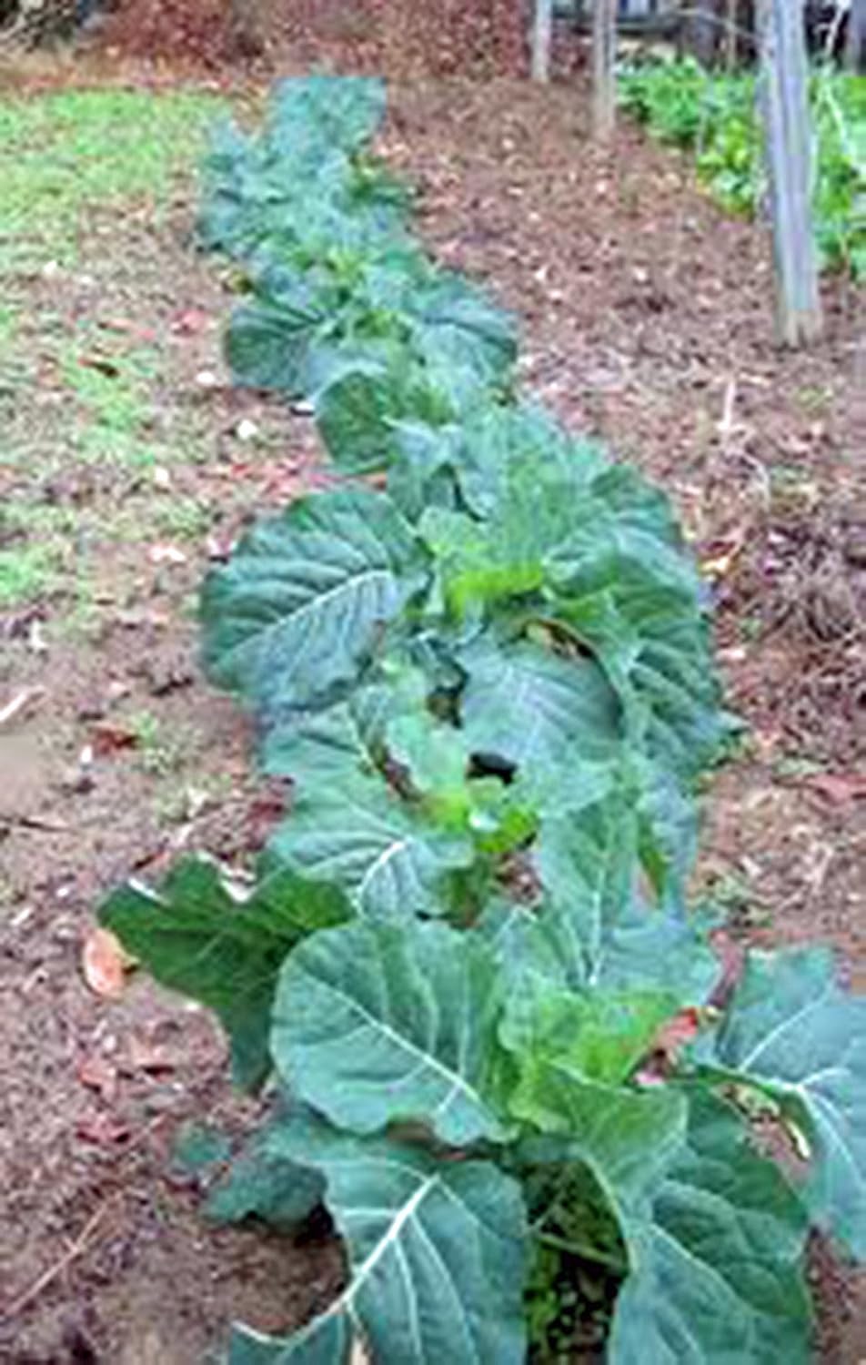 Amazon Com Collard Green Seed Champion Heirloom Non Gmo 50 Seeds Greens Garden Outdoor