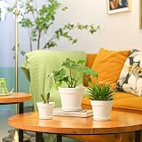 T4U 12.5cm Plastic Plant Pots 6-Pack with Saucer White Indoor Outdoor view 9
