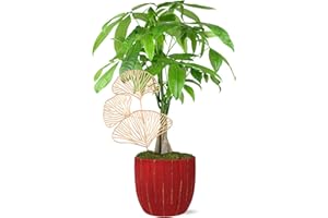 TIPTOP HOME Just Add Ice JA5321 Money Tree in Red & Gold Pottery, Live Indoor Plant, Fully-Rooted, Healthy Leaves, Easy to Grow Gift, Good Luck Wishes, Home Décor Pachira, 5" Diameter, 16" Tall