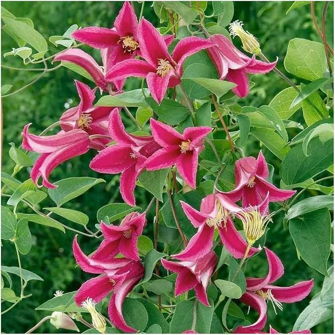 Starter Plant Clematis Texensis 'Princess Diana' Cut Back