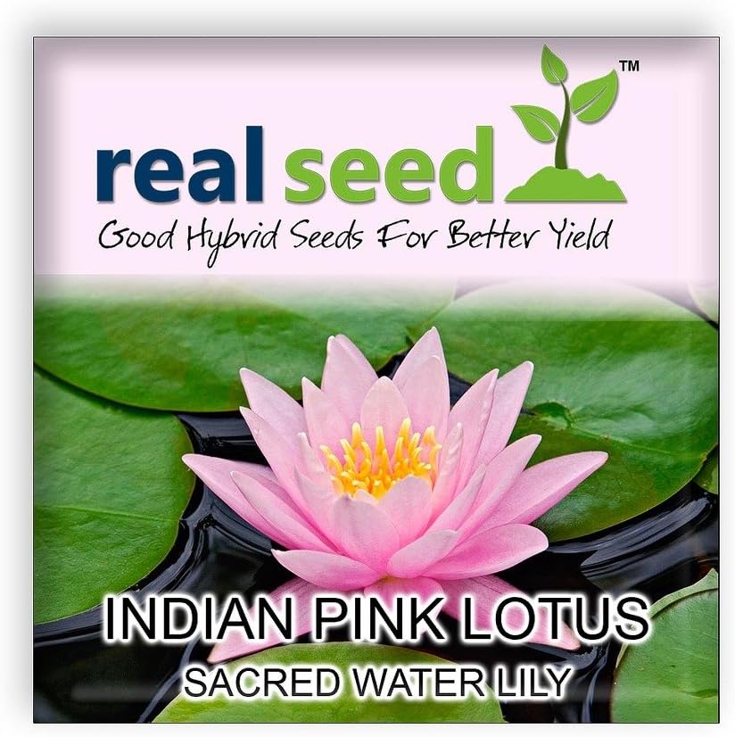 REAL SEED Indian Pink Lotus Kamal - Water lily Flower Seeds.