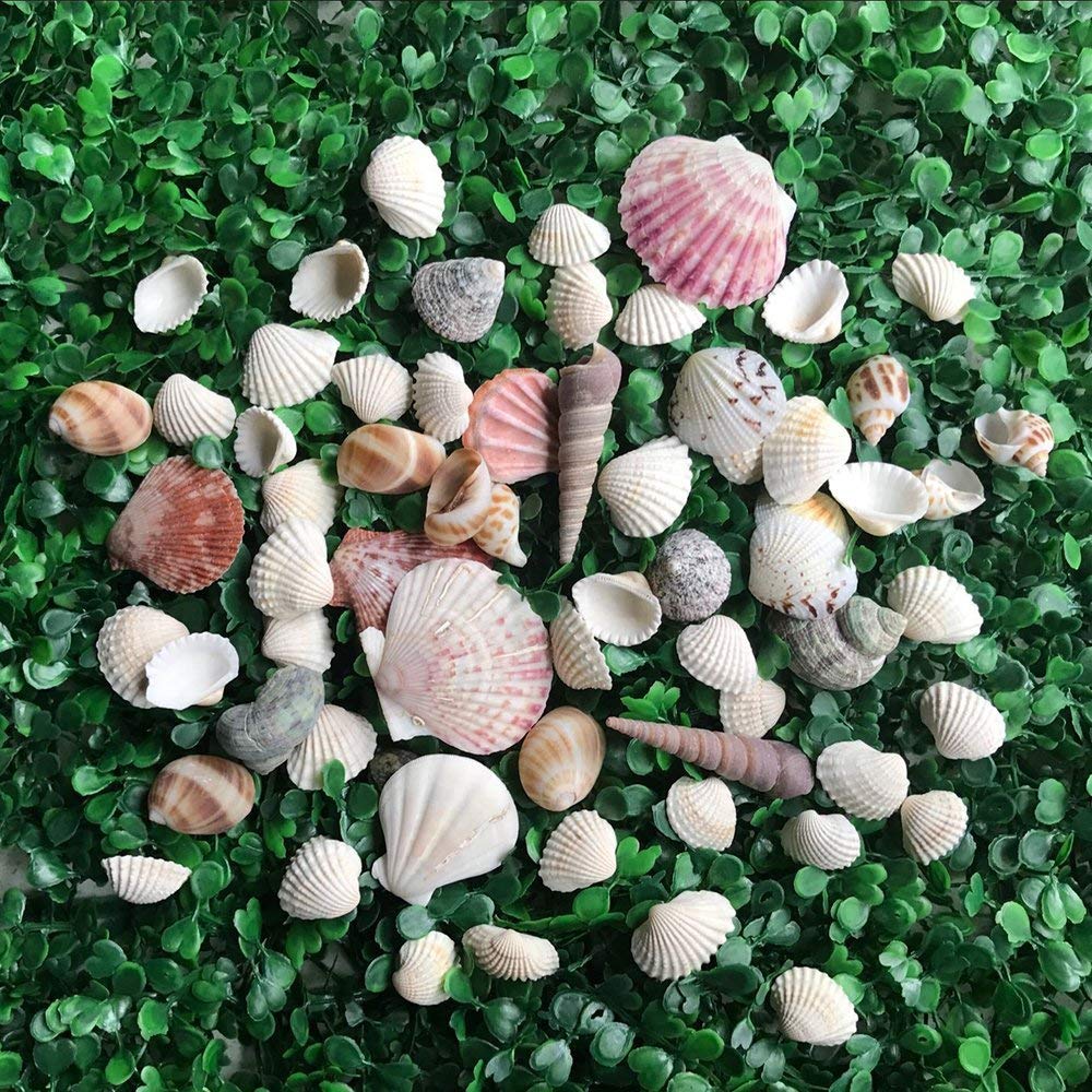 LoveInUSA Sea Shell Assortment, Sea Shells with Jar Mixed Natural Beach Decorative Seashells for DIY Home Gifts Crafting 50~70 PCS Valentine\'s Day Gifts