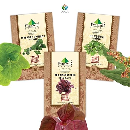 Pyramid Seeds Vegetable Seeds Combo Of Red Amaranthus (Red Math), Malabar Spinach (Poi Saag), Gongura (Ambadi)
