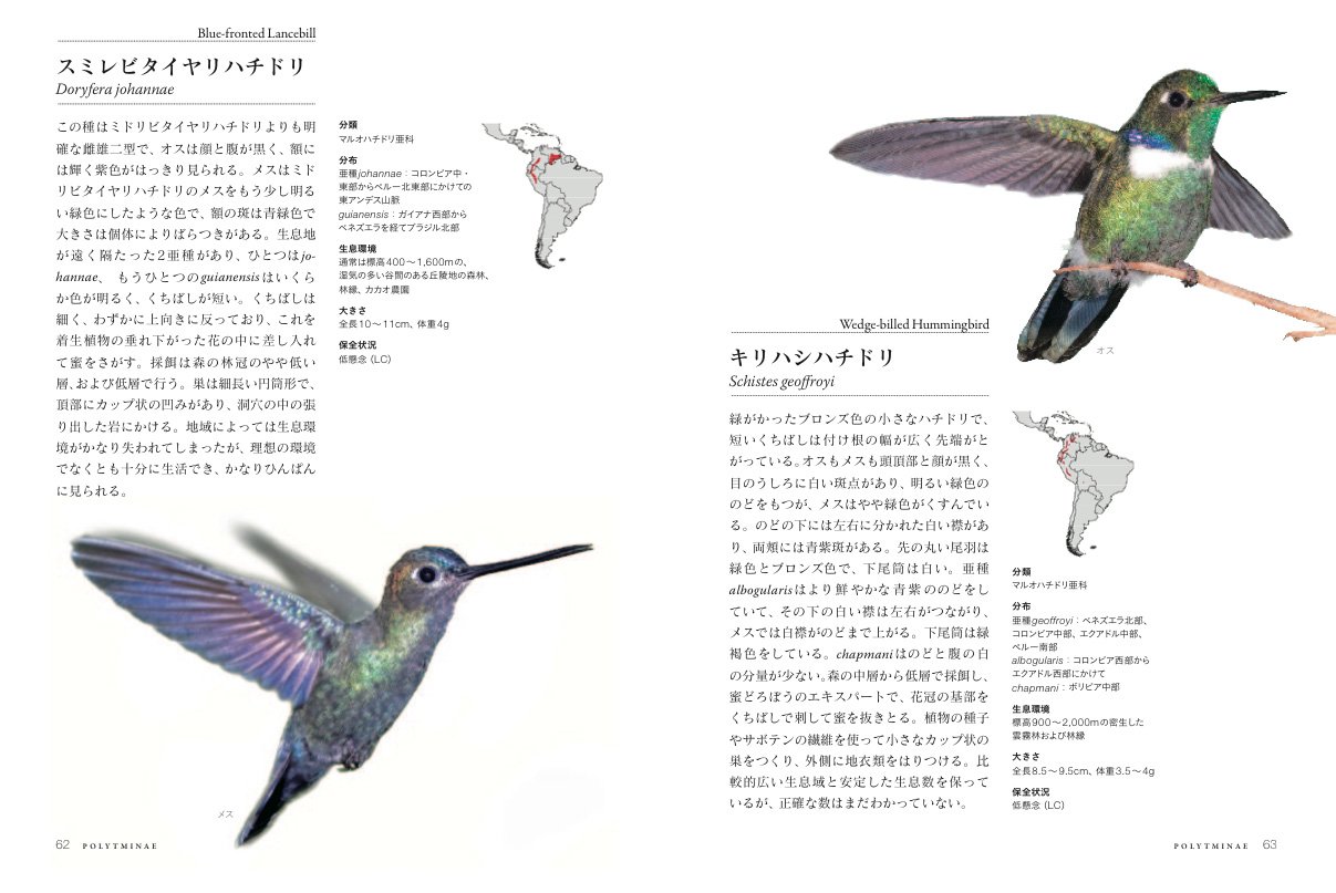 美しいハチドリ図鑑 実寸大で見る338種類 マリアン テイラー マイケル フォグデン シェル ウィリアムスン 小宮輝之 井原恵子 本 通販 Amazon