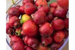 35+ Seeds Red Strawberry Guava Seeds (psidium Cattleianum) Growing Fruit Tree, Tropical Bh