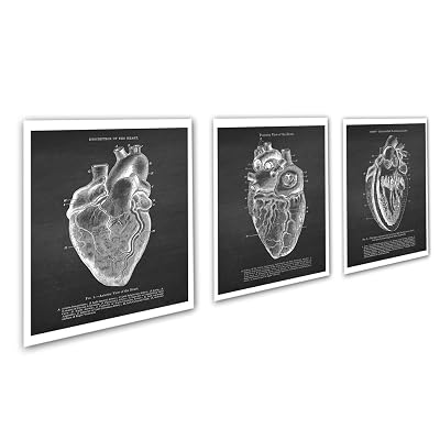 Gnosis Picture Archive Anatomy Art set of 3 unframed Vintage Textbook ...