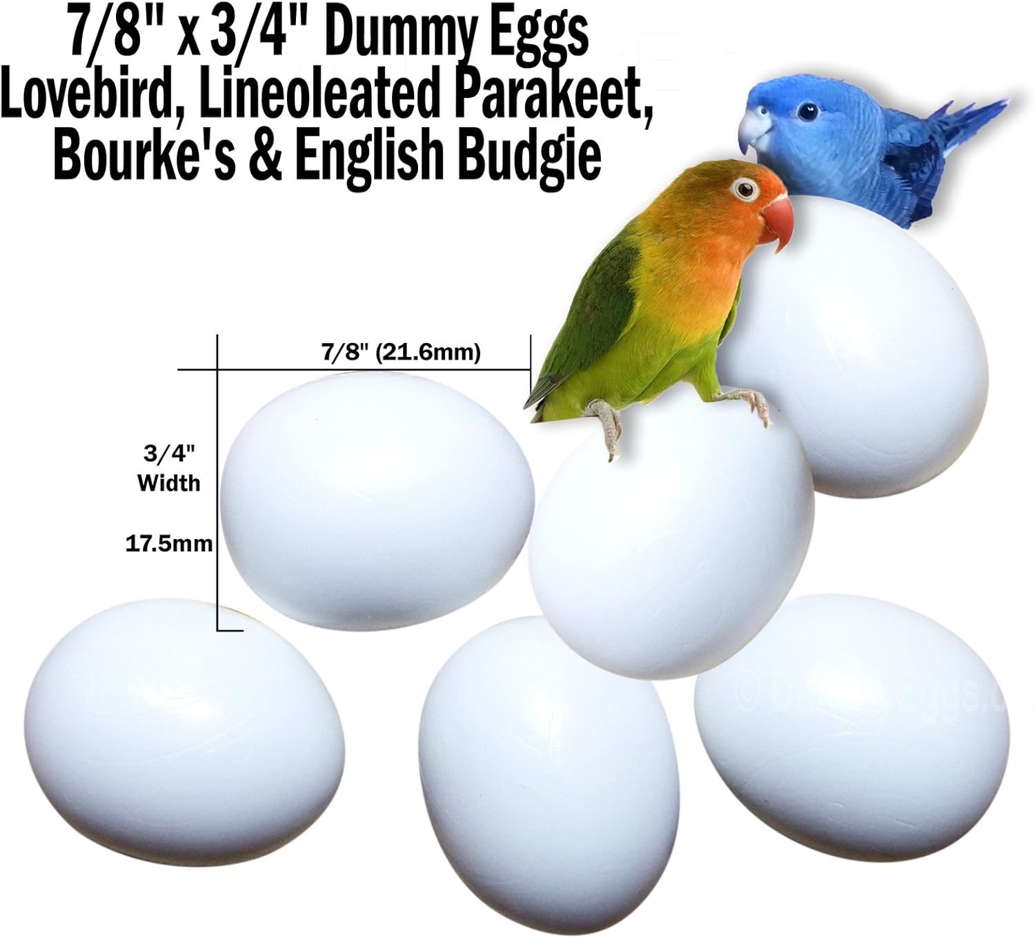Dummy Eggs Stop Laying! Fake Bird Eggs Lovebirds, Lineoleated, English