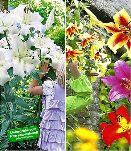 BALDUR-Garten Tree-Lily®-Kollektion 4 Farben 9 Stück Baumlilien Lilium winterhart