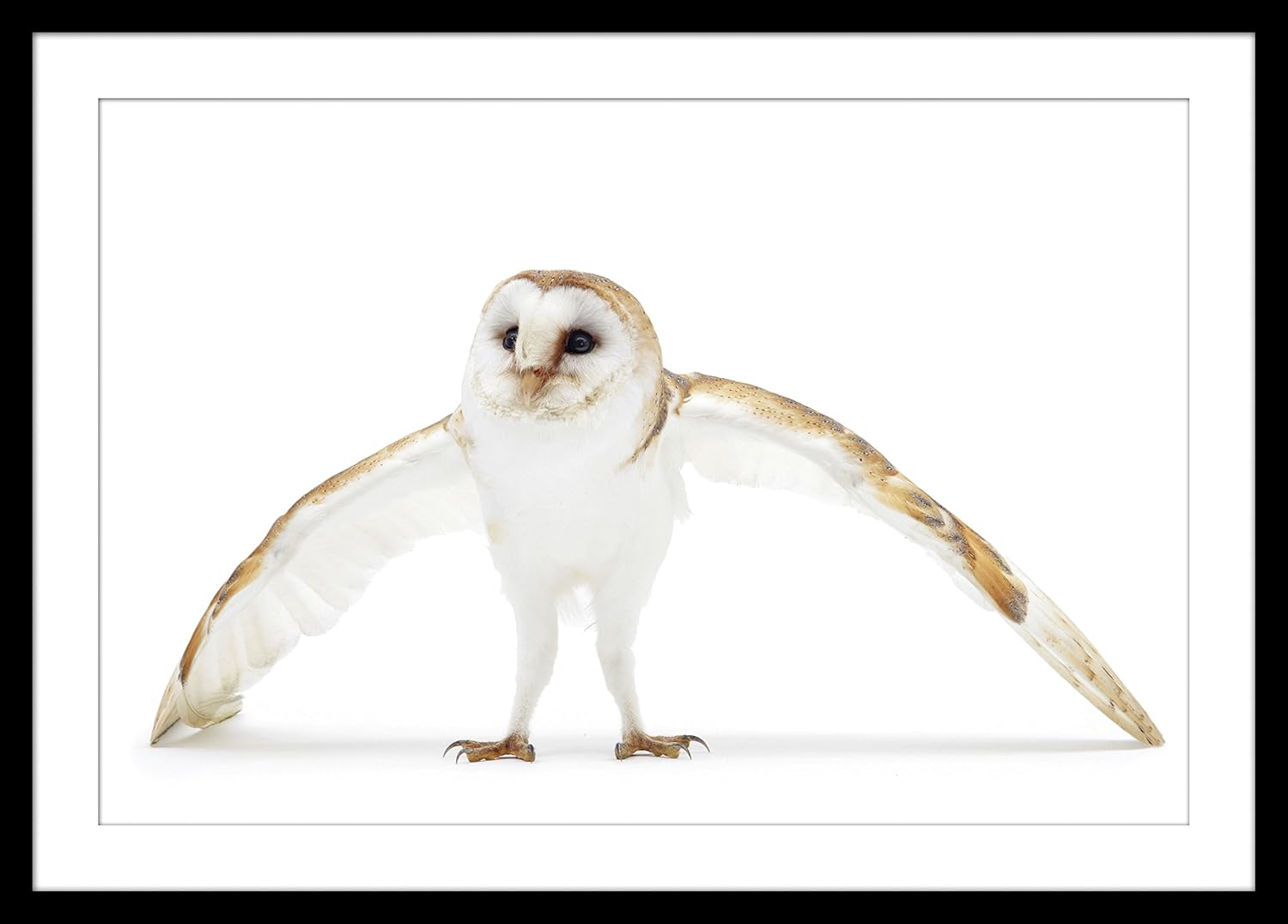 Wallsnart Animal Modern Framed Art Work Painting With Glass