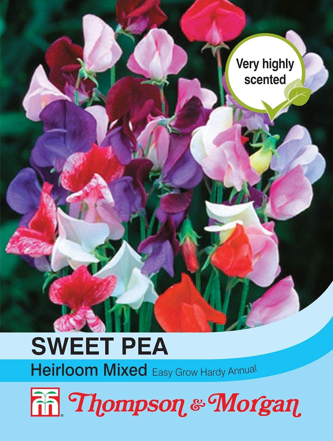 Sweet Pea 'Heirloom Mixed' Seeds Lathyrus odoratus Hardy Annual Flower Garden Plants Sweet Pea 'Heirloom Mixed' 1 Packet 20 Seeds by Thompson and Morgan