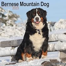 Bernese Mountain Dog Calendar - Dog Breed Calendars - 2022 - 2023 wall  calendars - 16 Month by Avonside: MegaCalendars: 9781839416767: Amazon.com:  Books