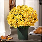 OFIGAS 5PCS Funsdecor Artificial Sunset Mums, Waterproof & Windproof Fake Flowers for Outdoor Fall Decor, Realistic Daisy with Eucalyptus, Full & Vibrant Look (Yellow)